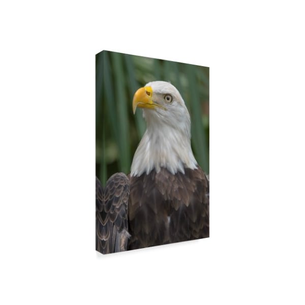Robert Michaud 'Eagle' Canvas Art,16x24